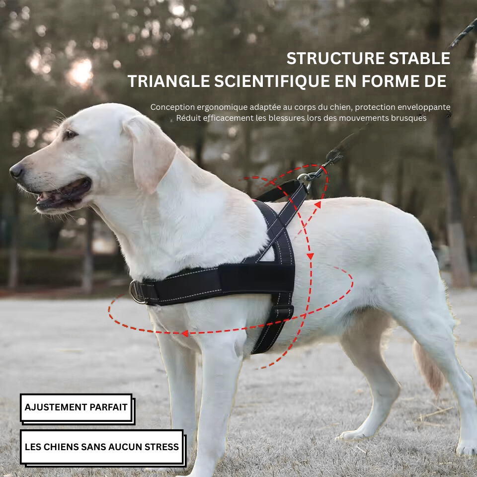 Kit Signature & Laisses