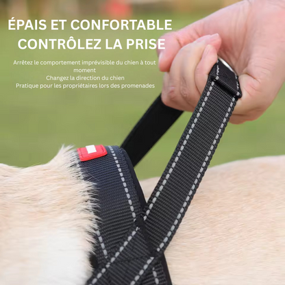 Kit Signature & Laisses