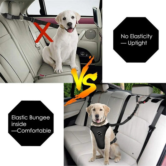 Dog Seat Belt